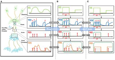 MAP-SNN: Mapping spike activities with multiplicity, adaptability, and plasticity into bio-plausible spiking neural networks